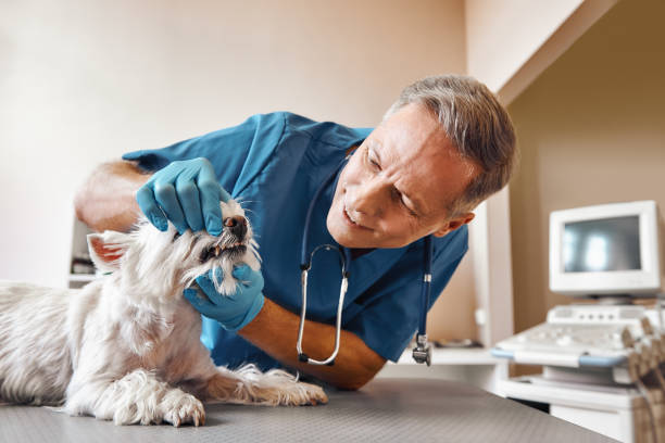 Best 24-Hour Emergency Dental Care in Covelo, CA